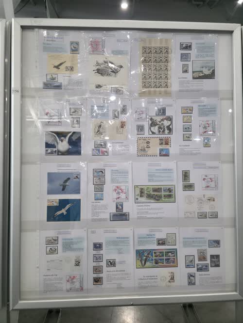 The Flight Birds in the Antarctic - Les Oiseaux Volants de l'Antarctique — frame 2156, exhibited by Jacques Favre